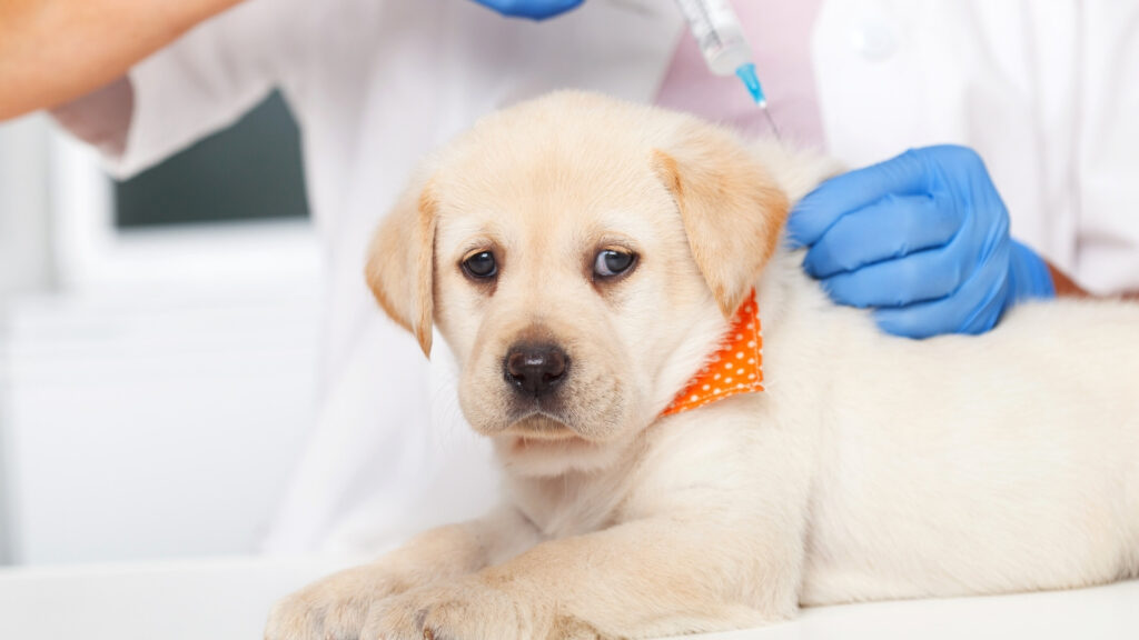 120 Questions to Ask a Dog Owner