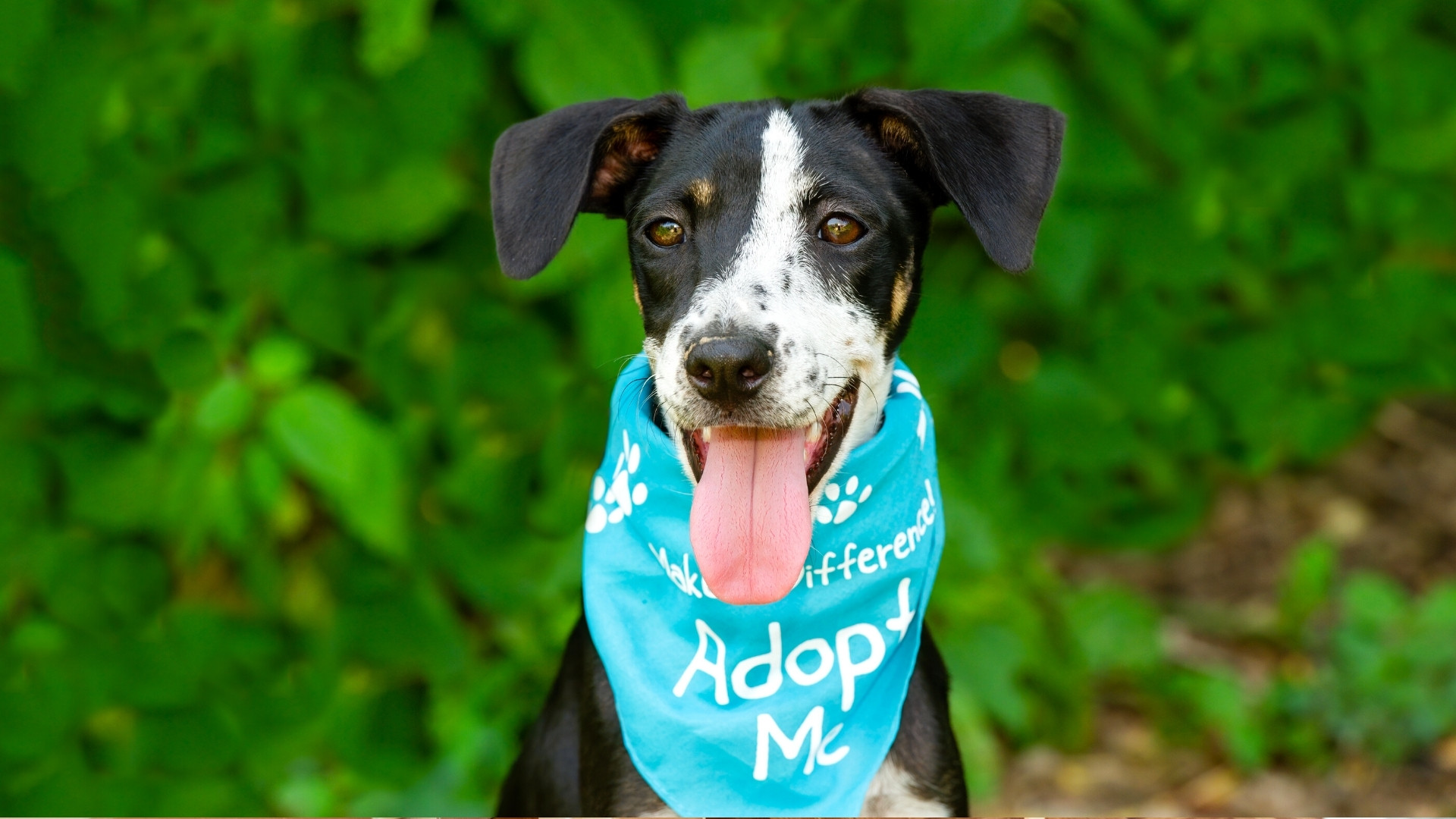 46 Questions To Ask When Adopting A Dog